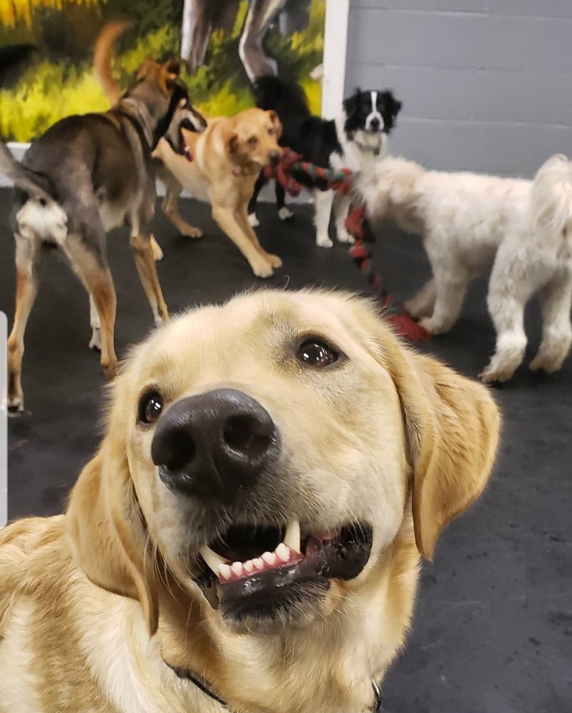 good hound dog daycare