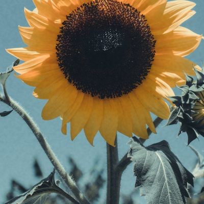 Sunflower Sessions Parkbench