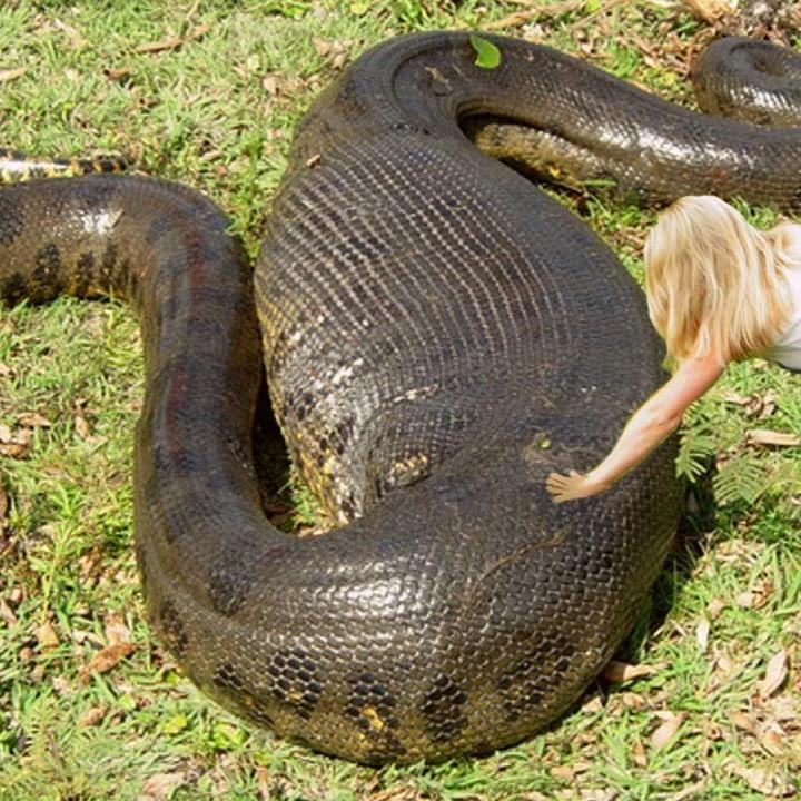 largest anaconda on record