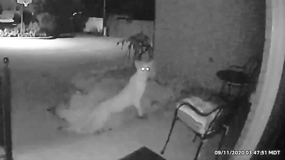 Rare Cougar Sighting Captured On Multiple Murray Surveillance Cameras Parkbench 