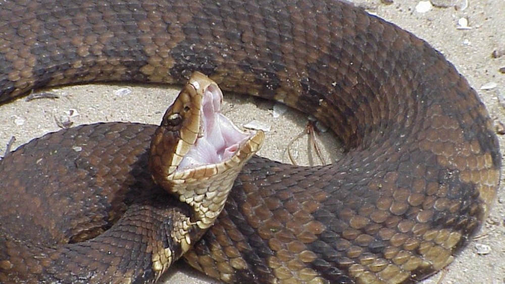 How to spot and correctly identify North Carolina's six venomous snakes ...