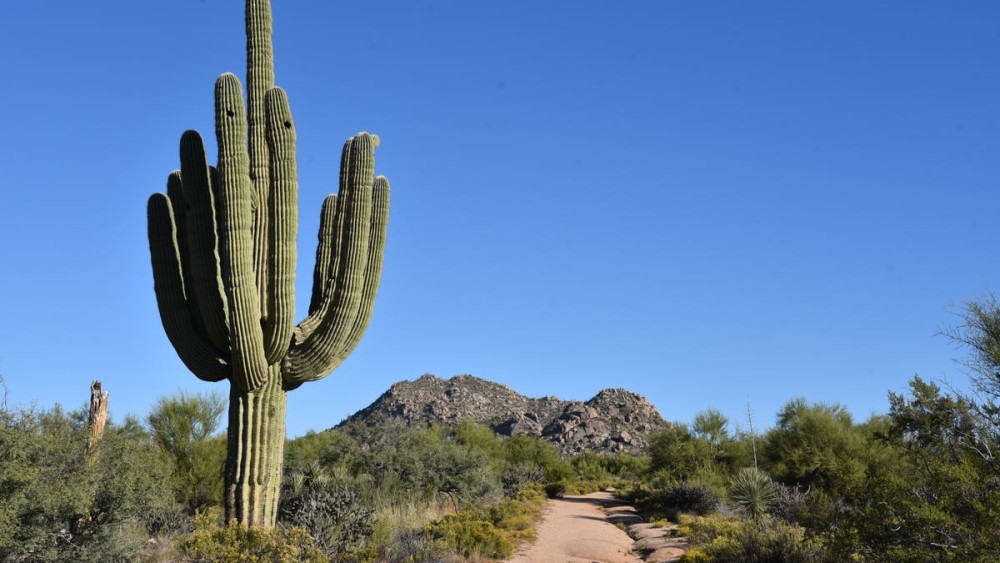 This easy Scottsdale hike has mountain views and mushroom rocks. Here's