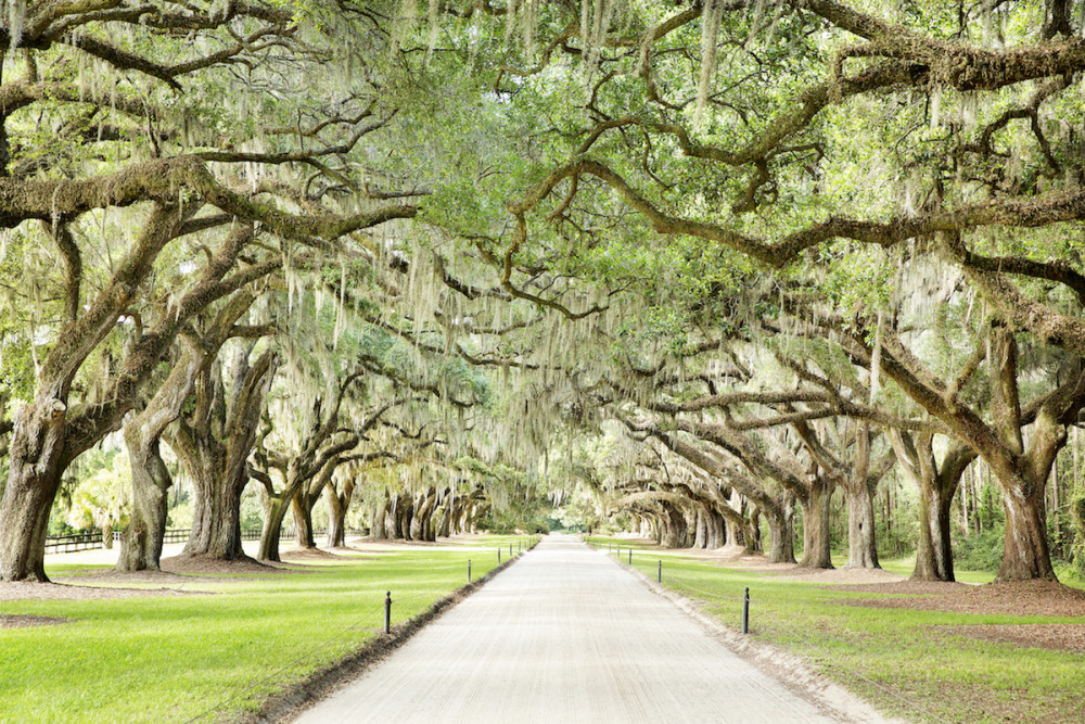 10 Reasons Boone Hall Should Be on Your Charleston Bucket List - Parkbench