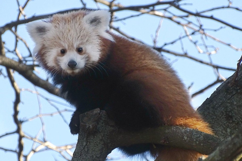 First look at adorable baby red panda born at the Detroit Zoo - Parkbench