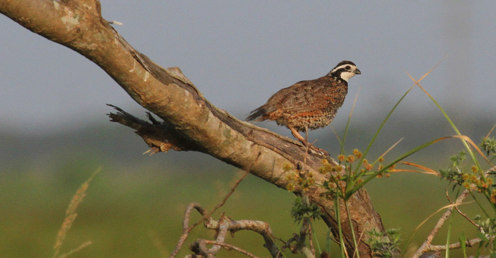 Texas quail season forecast Low numbers in possible 'staging year