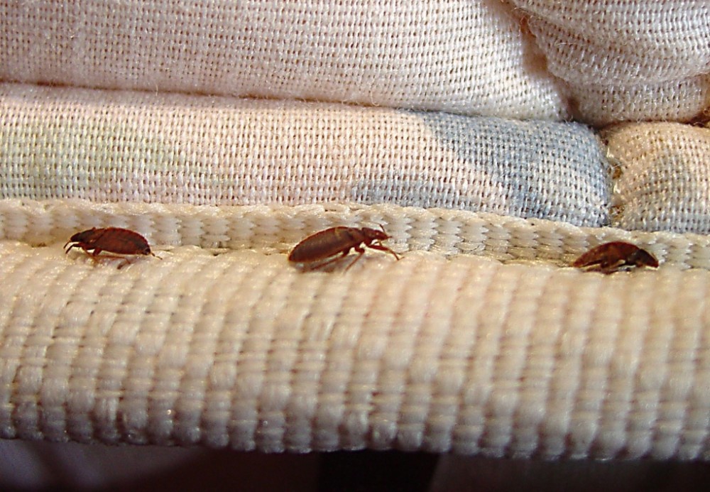 the-worst-city-in-canada-for-bed-bugs-has-just-been-revealed-parkbench