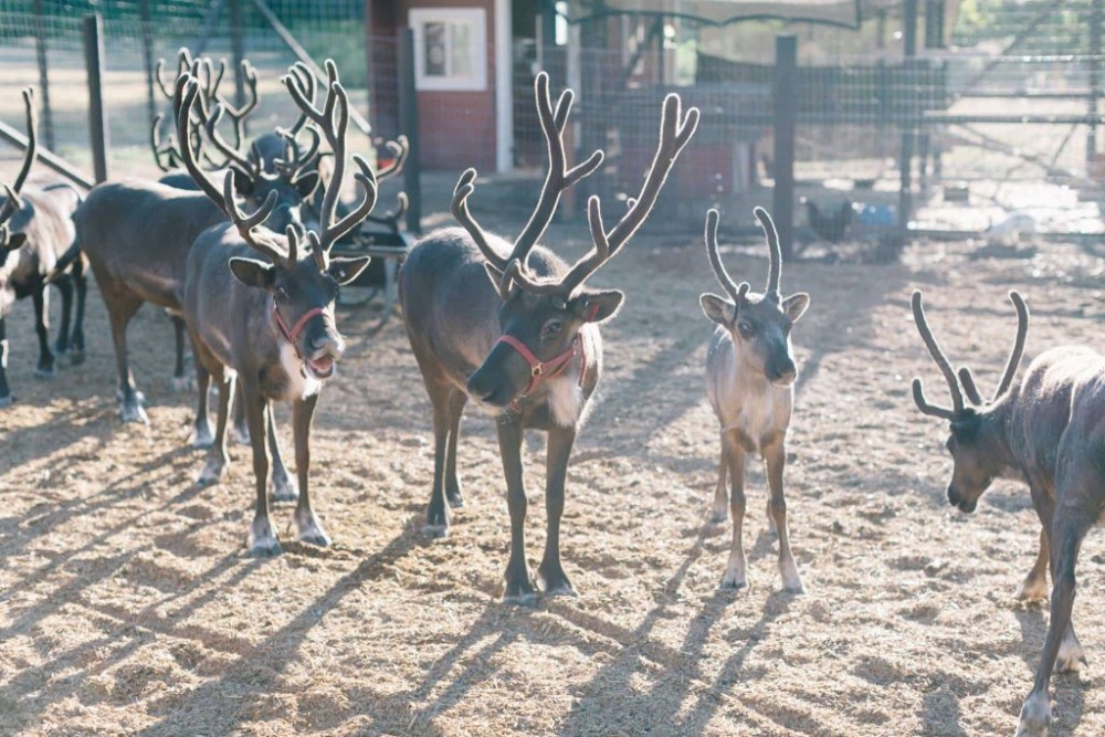 This Enchanting Reindeer Farm Is Only 4 Hours From Vancouver - Parkbench