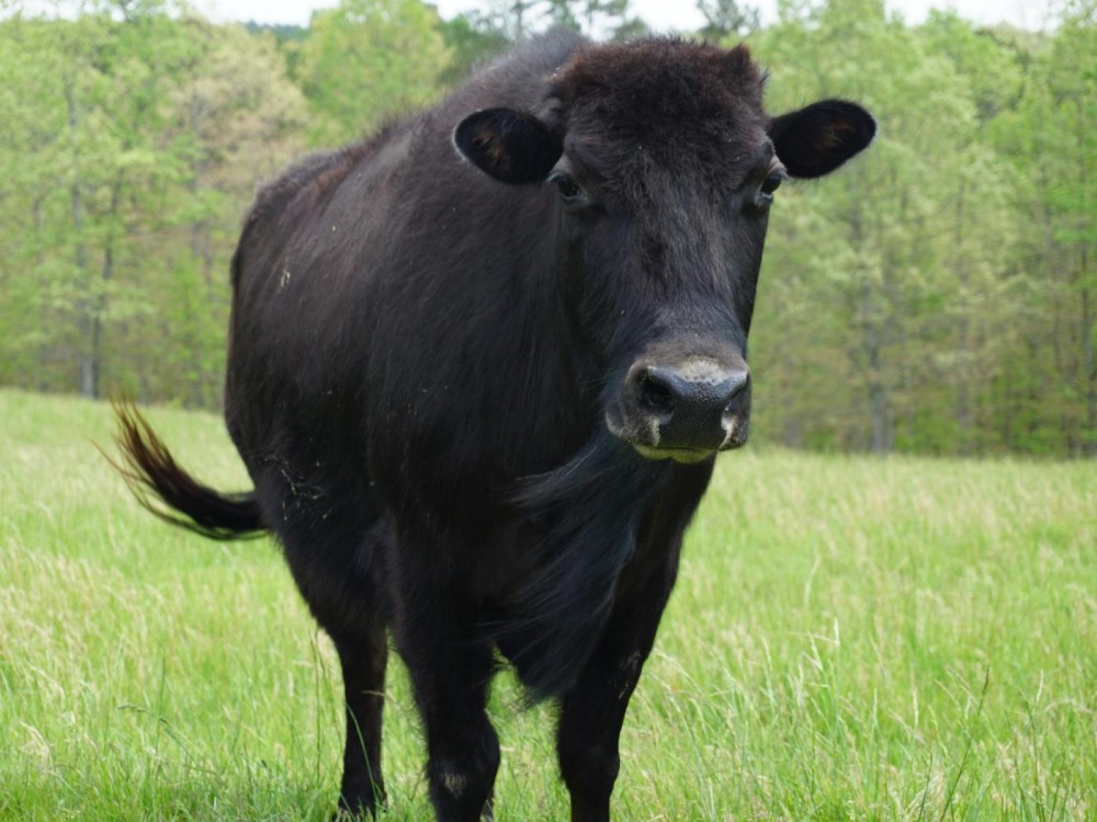 Beefalo