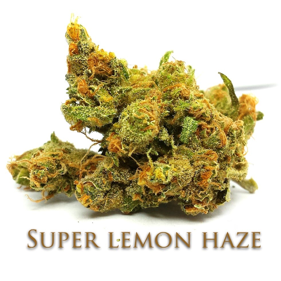 Коды haze piece. Шишки Лемон Хейз. Super Lemon Haze семяныч. Super Lemon Haze шишка. Шишки Lemon Kush.